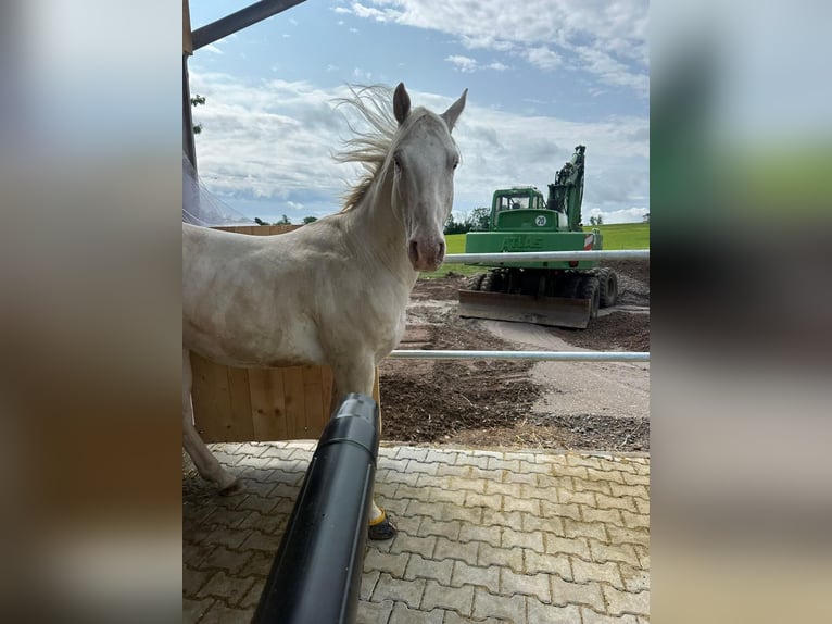 Appaloosa Gelding 5 years Palomino in Höchenschwand