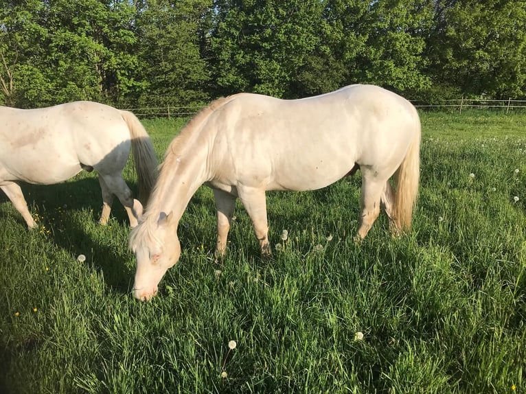Appaloosa Gelding 5 years Palomino in Höchenschwand