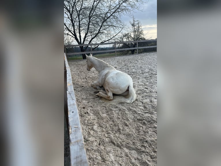 Appaloosa Gelding 5 years Palomino in Höchenschwand