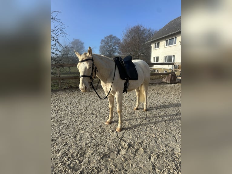 Appaloosa Gelding 5 years Palomino in Höchenschwand