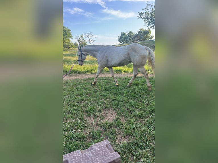 Appaloosa Gelding 5 years Palomino in Höchenschwand