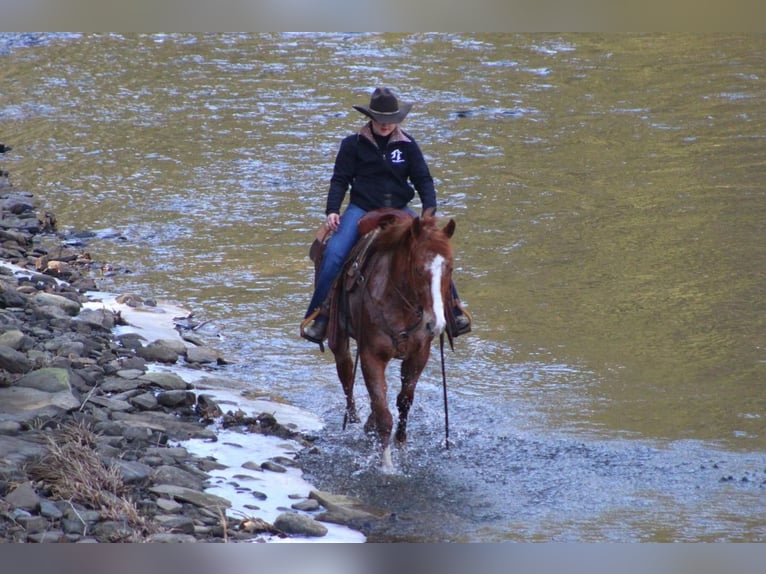 Appaloosa Stallion 2 years in Brookville, PA