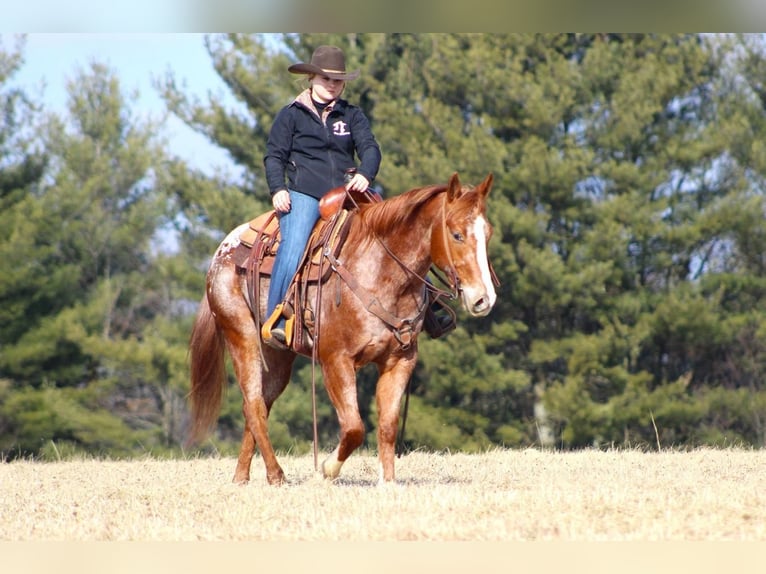 Appaloosa Stallion 2 years in Brookville, PA