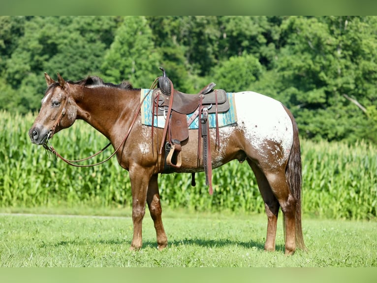 Appaloosa Gelding 5 years Sorrel in Crab Orchard