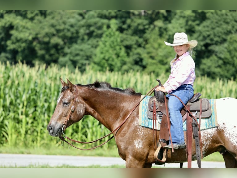 Appaloosa Gelding 5 years Sorrel in Crab Orchard