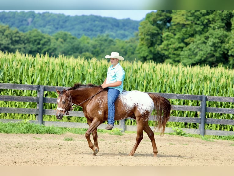 Appaloosa Gelding 5 years Sorrel in Crab Orchard