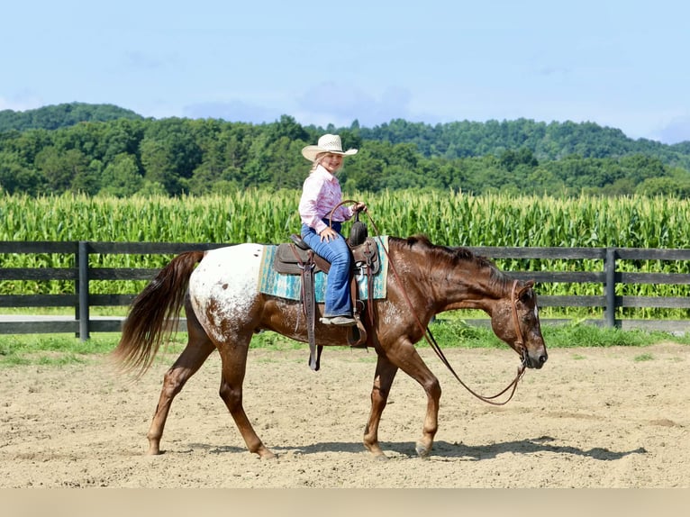 Appaloosa Gelding 5 years Sorrel in Crab Orchard