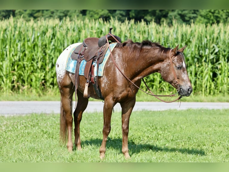 Appaloosa Gelding 5 years Sorrel in Crab Orchard