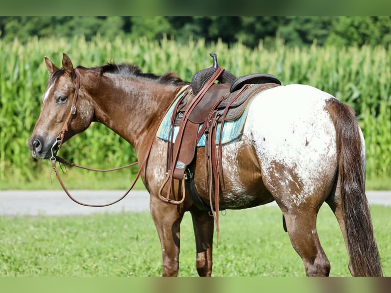 Appaloosa Gelding 5 years Sorrel in Crab Orchard