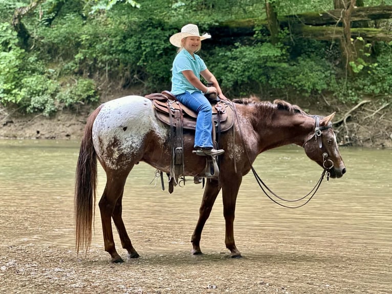 Appaloosa Gelding 5 years Sorrel in Crab Orchard