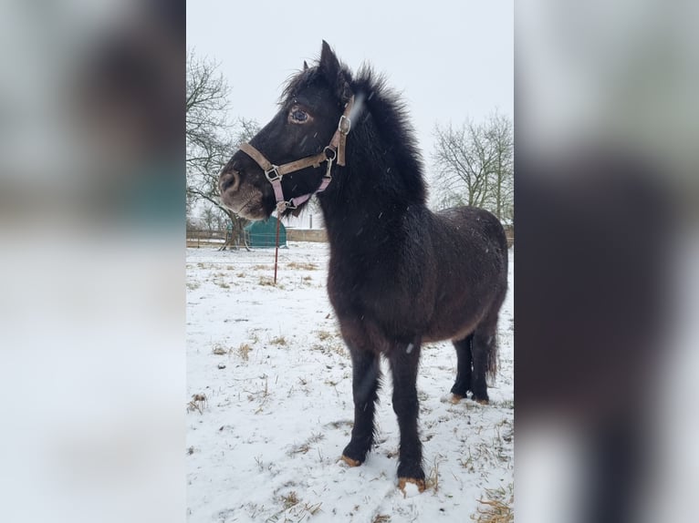 Appaloosa Mix Gelding 6 years 10.2 hh Leopard-Piebald in Petersberg