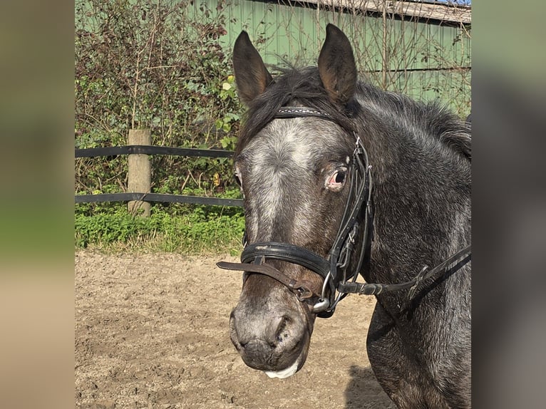 Appaloosa Mix Gelding 6 years 13,1 hh White in Mülheim an der Ruhr