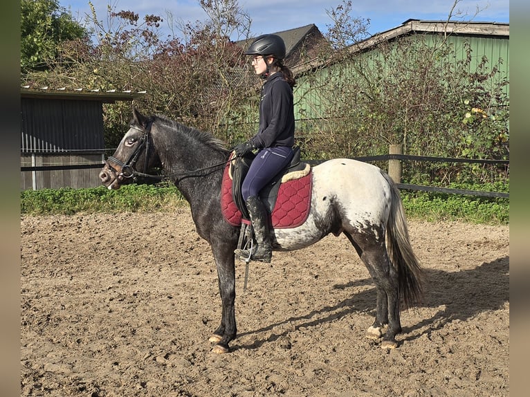 Appaloosa Mix Gelding 6 years 13,1 hh White in Mülheim an der Ruhr