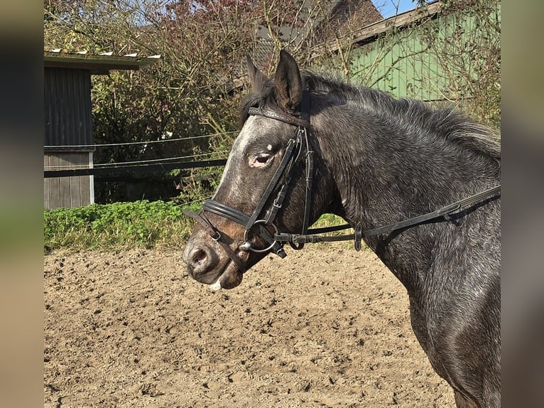 Appaloosa Mix Gelding 6 years 13,1 hh White in Mülheim an der Ruhr