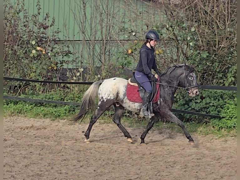 Appaloosa Mix Gelding 6 years 13,1 hh White in Mülheim an der Ruhr