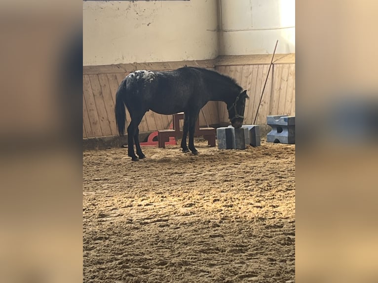 Appaloosa Gelding 6 years 13,2 hh in Wassertr&#xFC;dingen