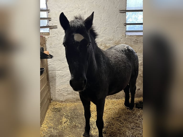 Appaloosa Gelding 6 years 13,2 hh in Wassertr&#xFC;dingen