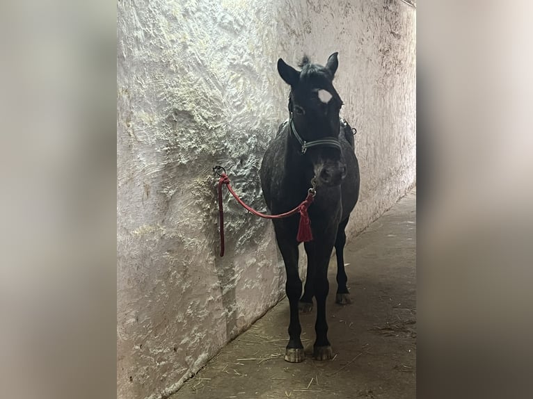 Appaloosa Gelding 6 years 13,2 hh in Wassertr&#xFC;dingen