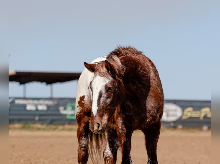 Appaloosa Gelding 6 years 14.1 hh Chestnut in Ripley