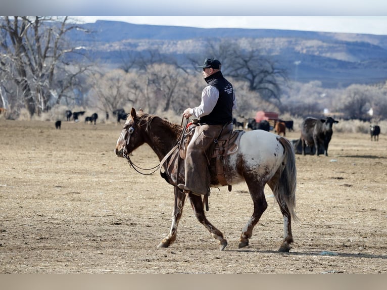 Appaloosa Gelding 6 years 14.1 hh Chestnut in Ripley