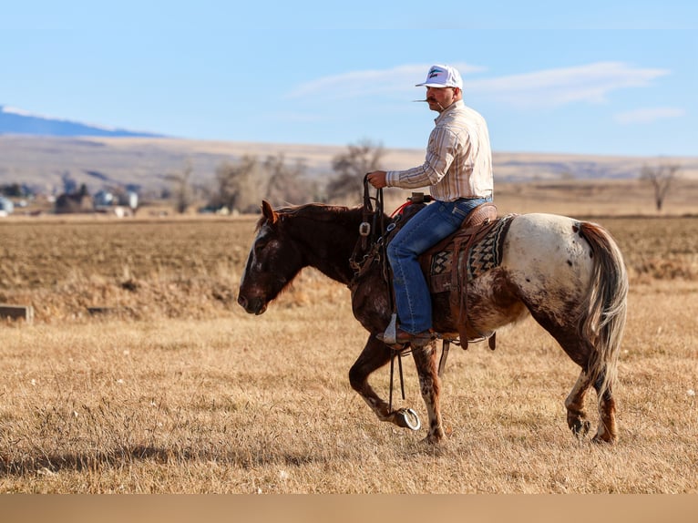 Appaloosa Gelding 6 years 14.1 hh Chestnut in Ripley