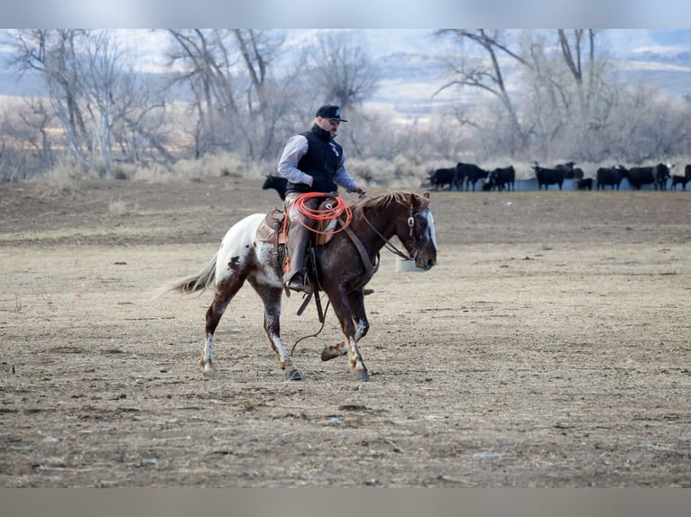 Appaloosa Gelding 6 years 14.1 hh Chestnut in Ripley