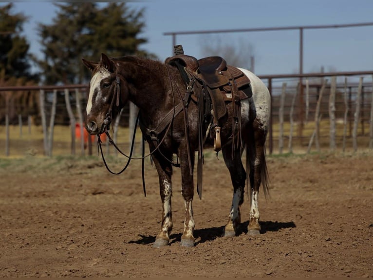 Appaloosa Gelding 6 years 14.1 hh Chestnut in Ripley