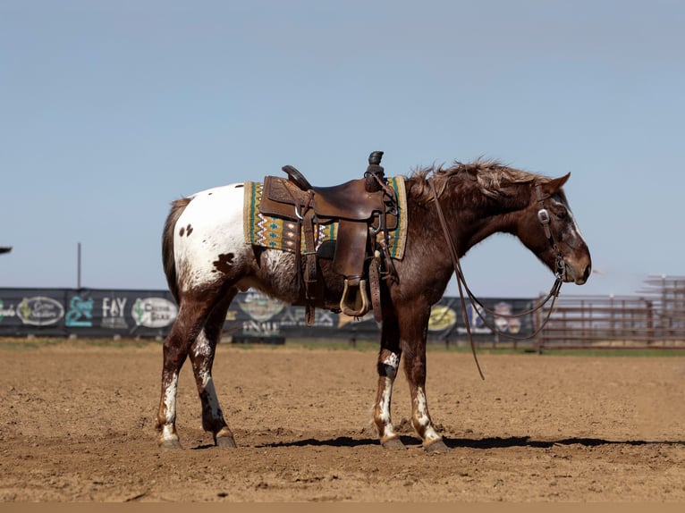 Appaloosa Gelding 6 years 14.1 hh Chestnut in Ripley