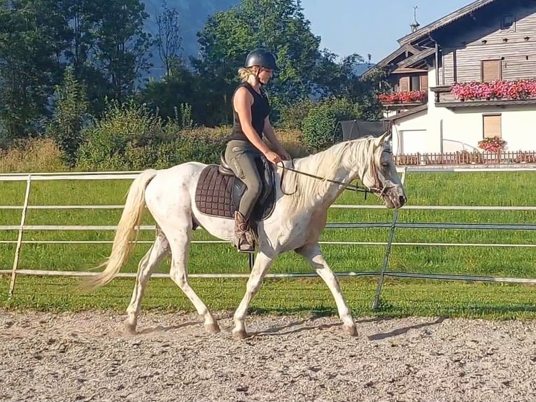 Appaloosa Gelding 6 years 14,1 hh Leopard-Piebald in Kirchbichl