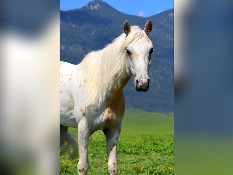 Appaloosa Gelding 6 years 14,1 hh Leopard-Piebald in Kirchbichl