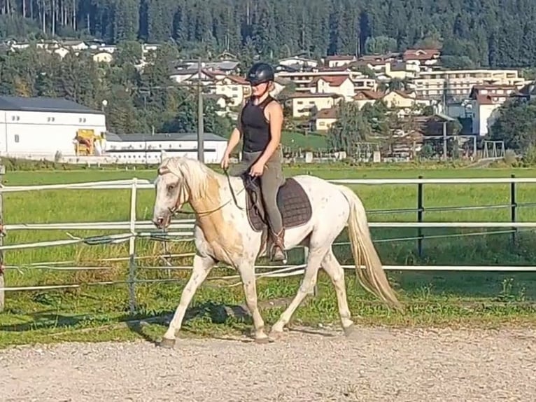 Appaloosa Gelding 6 years 14,1 hh Leopard-Piebald in Kirchbichl