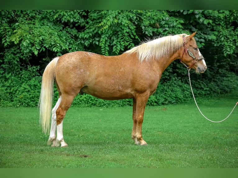 Appaloosa Gelding 6 years 14.1 hh Palomino in Flemingsburg KY