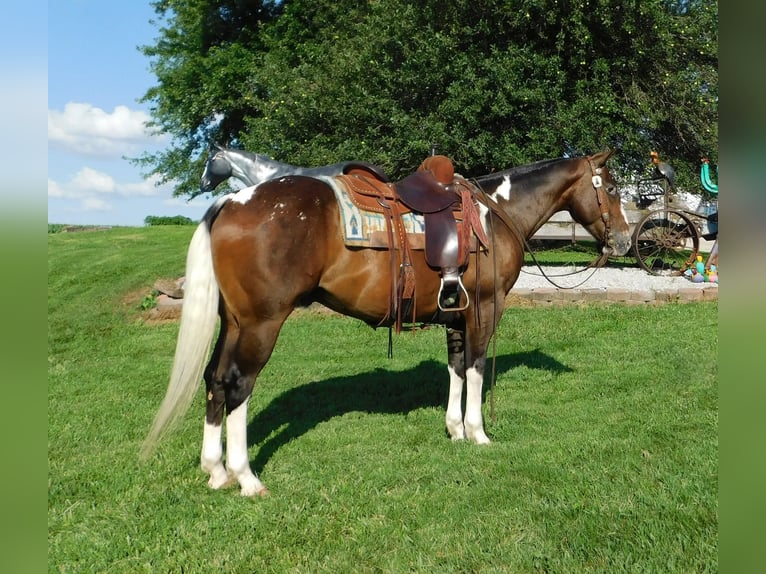 Appaloosa Mix Gelding 6 years 14,2 hh Bay in Bedford
