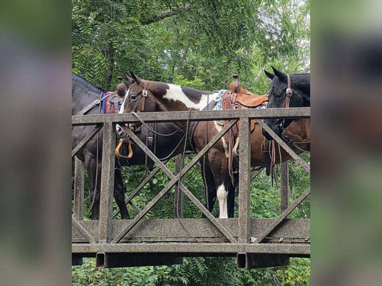 Appaloosa Mix Gelding 6 years 14,2 hh Bay in Bedford