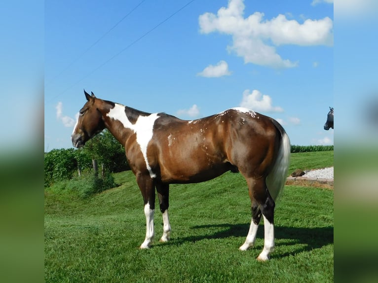 Appaloosa Mix Gelding 6 years 14,2 hh Bay in Bedford