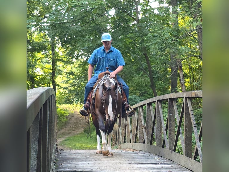 Appaloosa Mix Gelding 6 years 14,2 hh Bay in Bedford
