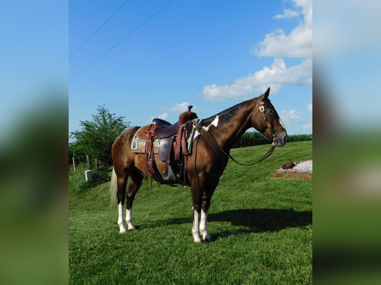 Appaloosa Mix Gelding 6 years 14,2 hh Bay in Bedford