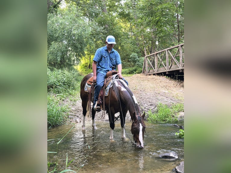 Appaloosa Mix Gelding 6 years 14,2 hh Bay in Bedford