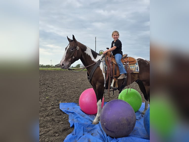 Appaloosa Mix Gelding 6 years 14,2 hh Bay in Bedford