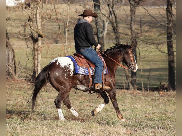 Appaloosa Gelding 6 years 14,3 hh Bay in Whitley City KY