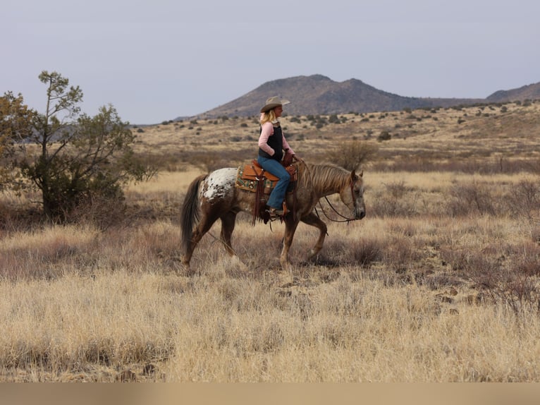 Appaloosa Gelding 6 years 14,3 hh in Camp Verde, AZ