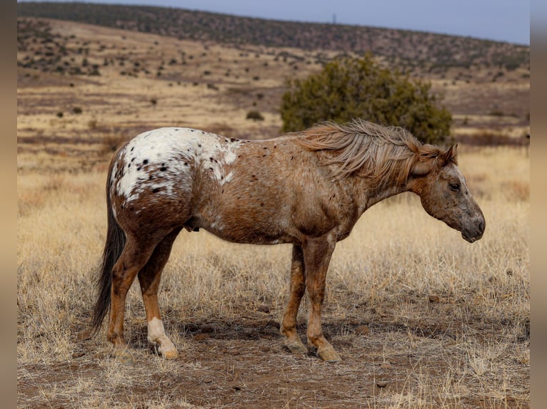 Appaloosa Gelding 6 years 14,3 hh in Camp Verde, AZ