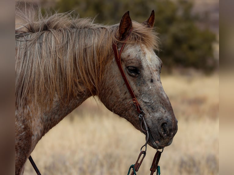 Appaloosa Gelding 6 years 14,3 hh in Camp Verde, AZ