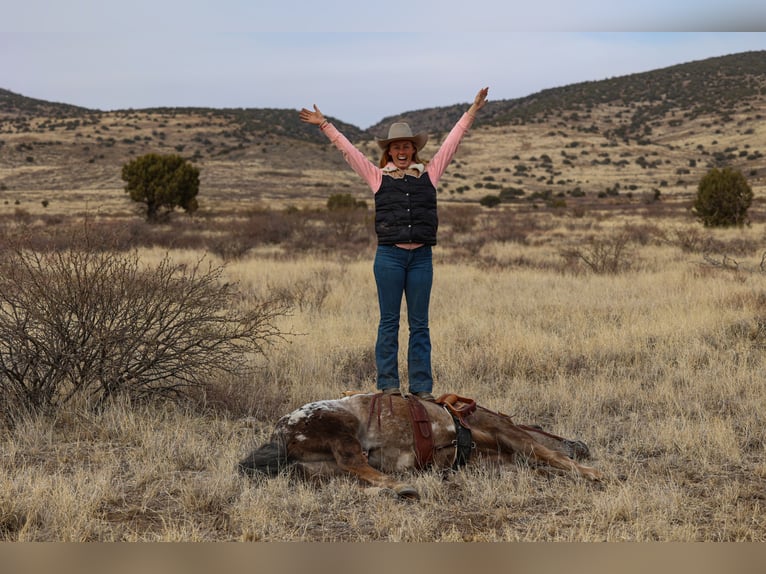 Appaloosa Gelding 6 years 14,3 hh in Camp Verde, AZ