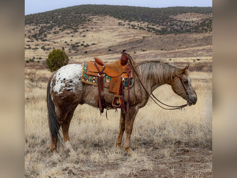 Appaloosa Gelding 6 years 14,3 hh in Camp Verde, AZ