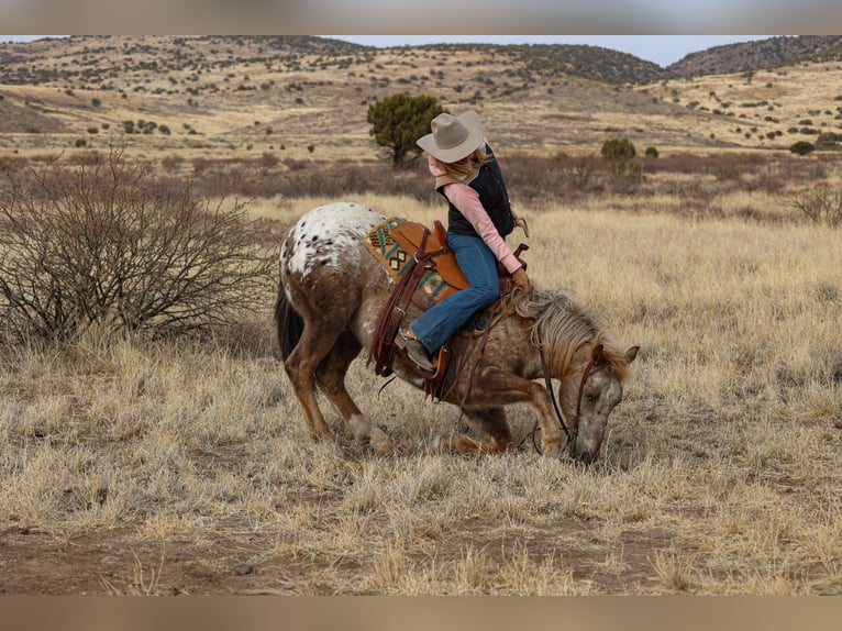 Appaloosa Gelding 6 years 14,3 hh in Camp Verde, AZ