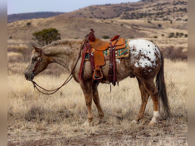 Appaloosa Gelding 6 years 14,3 hh in Camp Verde, AZ