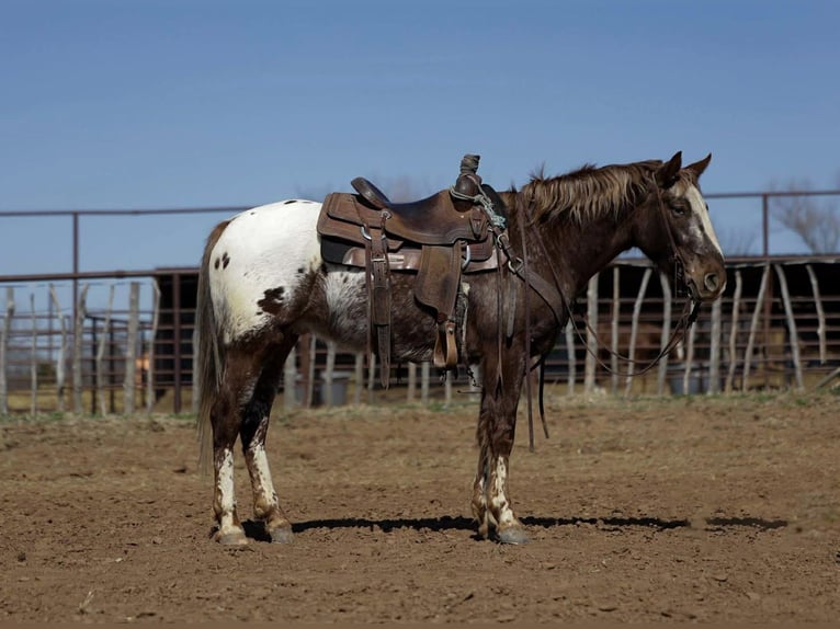 Appaloosa Gelding 6 years 14,1 hh Chestnut in Ripley