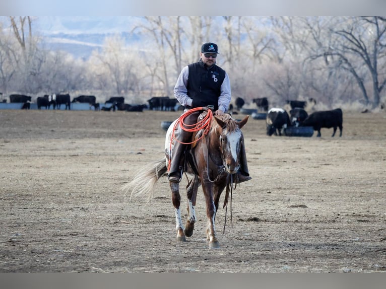 Appaloosa Gelding 6 years 14,1 hh Chestnut in Ripley