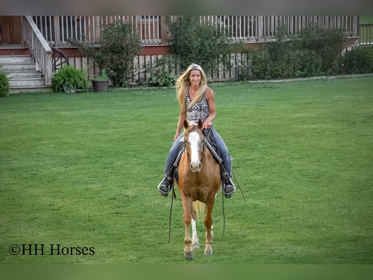Appaloosa Gelding 6 years 14,1 hh Palomino in Flemingsburg KY